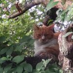 樹上の猫