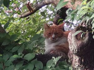 樹上の猫