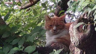 樹上の猫