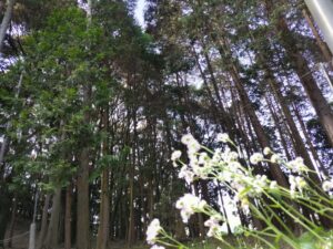 神社の裏