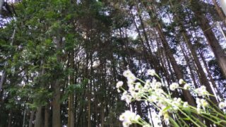 神社の裏