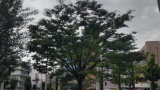 広がる木
