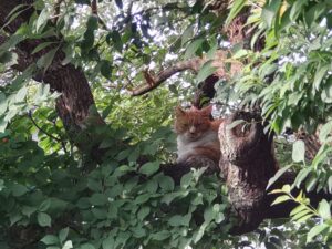 樹上の猫