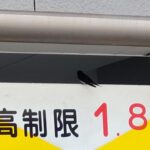 つばめ