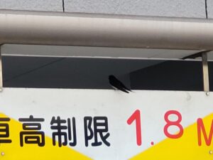 つばめ