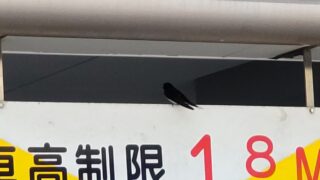 つばめ