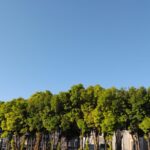 緑と青空