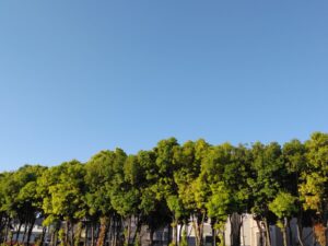 緑と青空