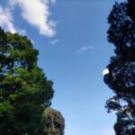 森から見上げる空