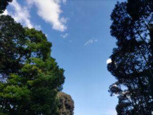 森から見上げる空