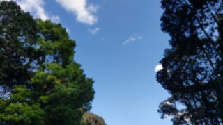森から見上げる空