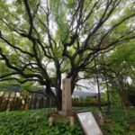 ノリタケの森楠木