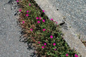道端の花