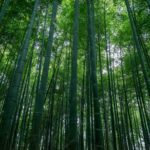 竹林