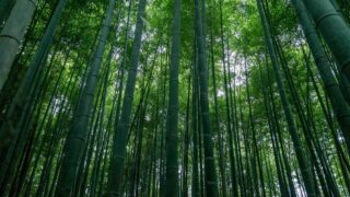 竹林