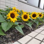 並んだミニひまわりたち