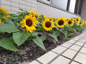 並んだミニひまわりたち