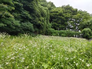 白いお花畑