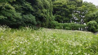 白いお花畑