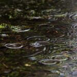 池に雨