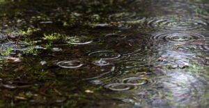 池に雨