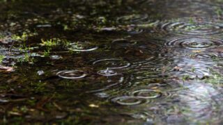 池に雨