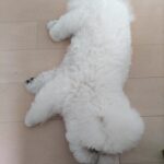 愛犬