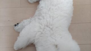 愛犬