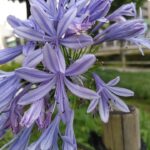 紫の花