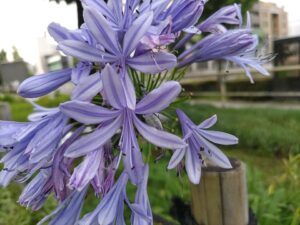 紫の花