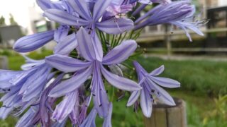 紫の花