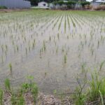 田植え後の田んぼ