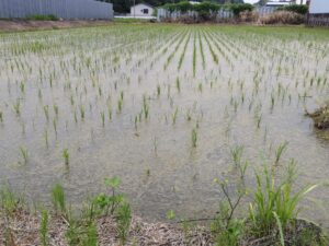 田植え後の田んぼ