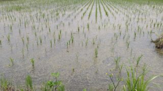 田植え後の田んぼ