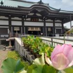 日泰寺と蓮の花