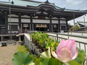 日泰寺と蓮の花