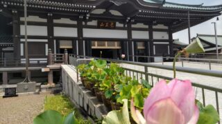 日泰寺と蓮の花