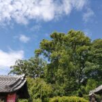 夏の空と緑