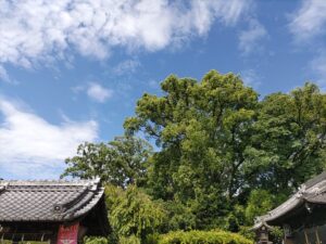 夏の空と緑