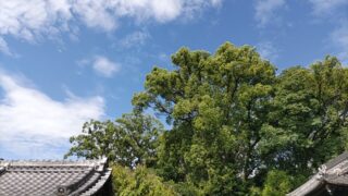夏の空と緑