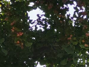 8月末の銀杏
