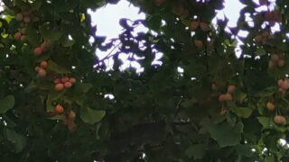 ８月末の銀杏