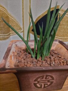 観葉植物
