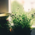 窓辺の鉢の草