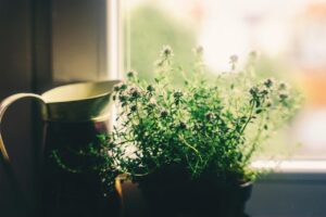 窓辺の鉢の草