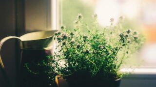 窓辺の鉢の草